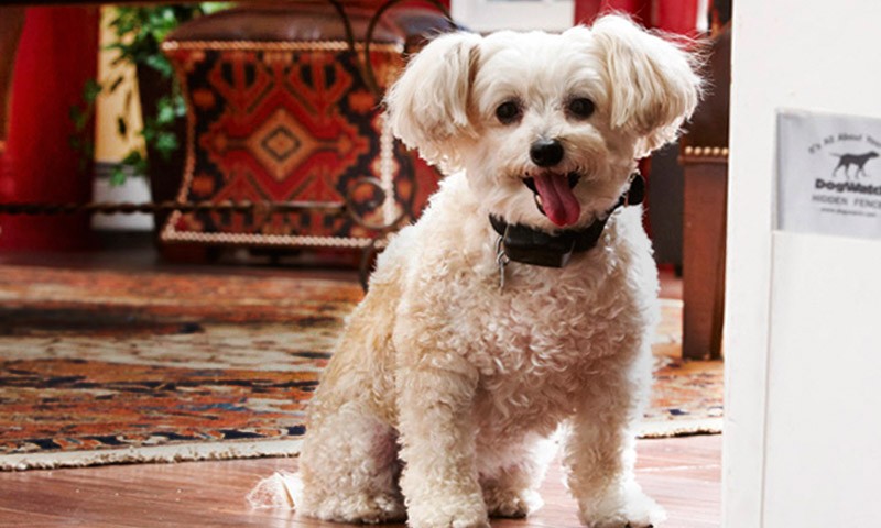 K9 Keepeer | Hidden Fences | Off Leash Training, Hastings, Michigan | Photo Gallery  Image