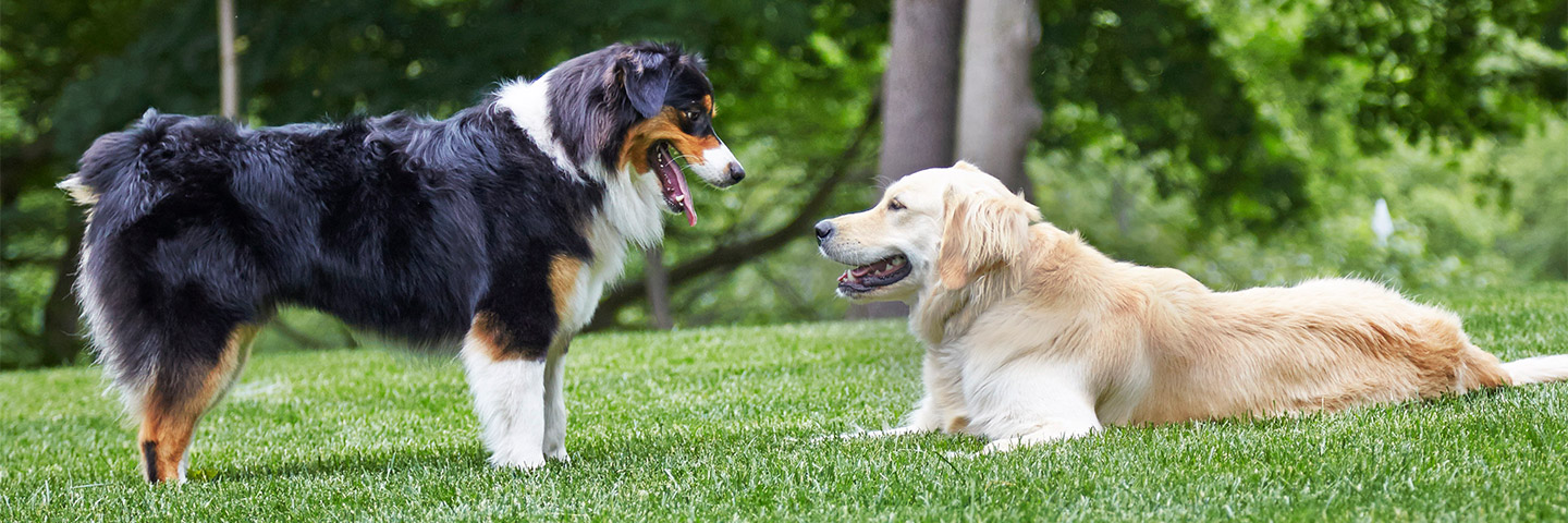 DogWatch by K9 Keeper Fencing LLC, Hastings, Michigan | Outdoor Hidden Dog Fences Slider Image