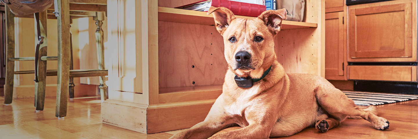 indoor pet containment system