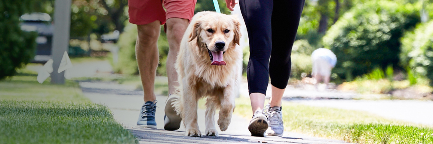 DogWatch by K9 Keeper Fencing LLC, Hastings, Michigan | SideWalker Leash Trainer Slider Image