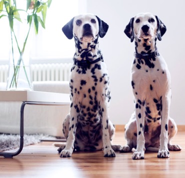 Indoor & Outdoor Avoidance