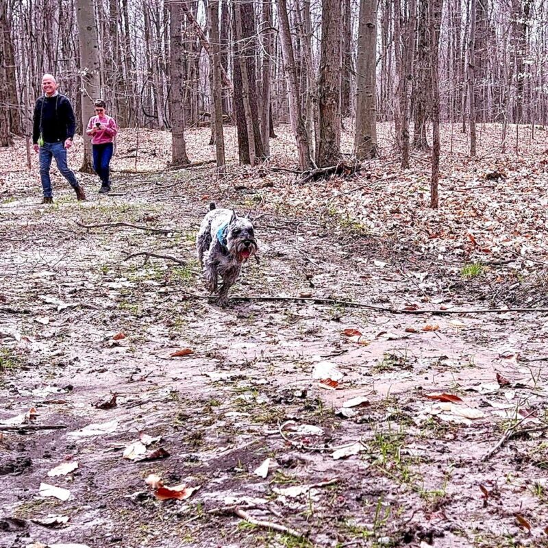 K9 Keepeer | Hidden Fences | Off Leash Training, Hastings, Michigan | Photo Gallery  Image