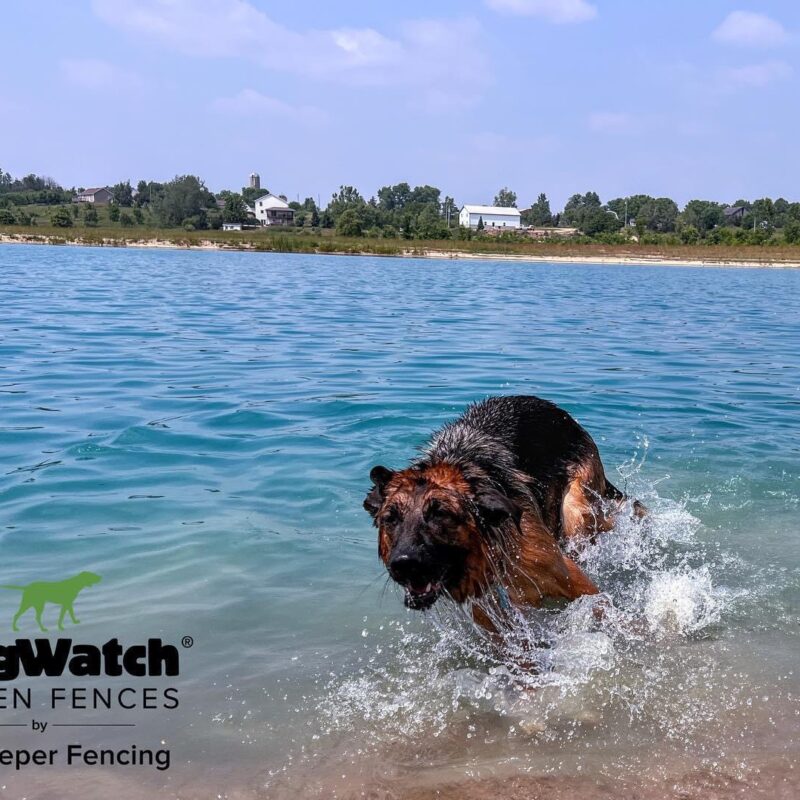 K9 Keepeer | Hidden Fences | Off Leash Training, Hastings, Michigan | Photo Gallery  Image