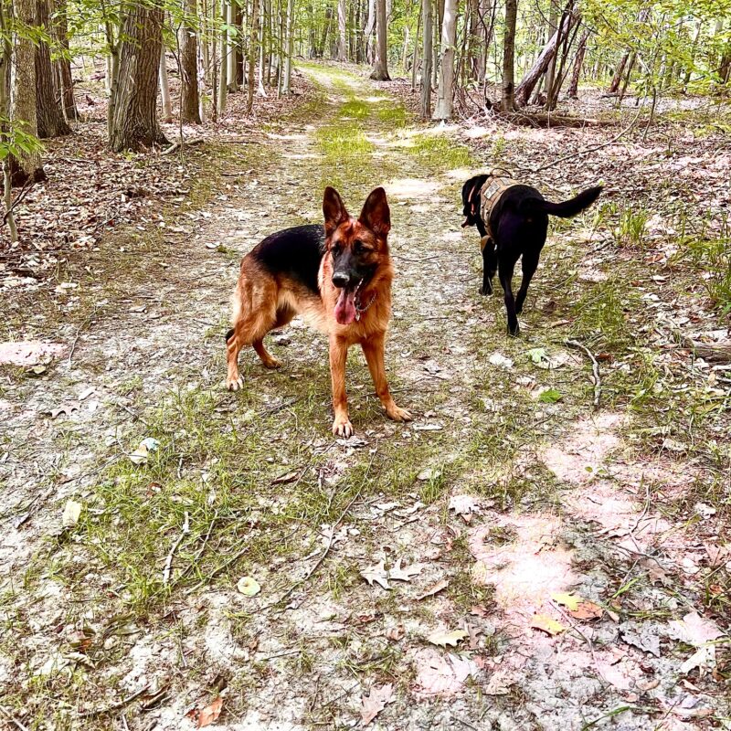 K9 Keepeer | Hidden Fences | Off Leash Training, Hastings, Michigan | Photo Gallery  Image