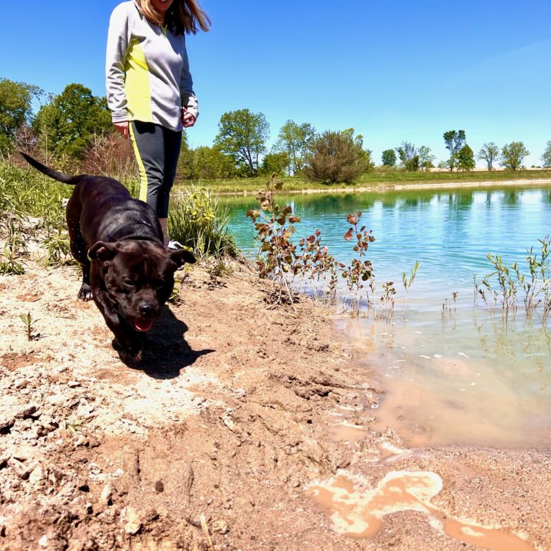 K9 Keepeer | Hidden Fences | Off Leash Training, Hastings, Michigan | Photo Gallery  Image