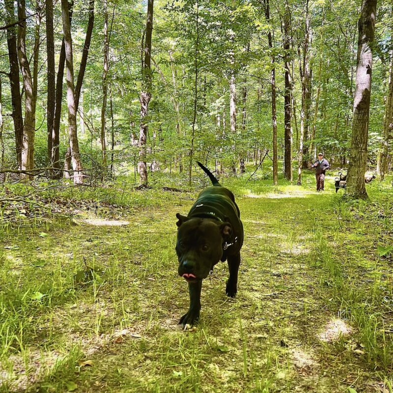 K9 Keepeer | Hidden Fences | Off Leash Training, Hastings, Michigan | Photo Gallery  Image