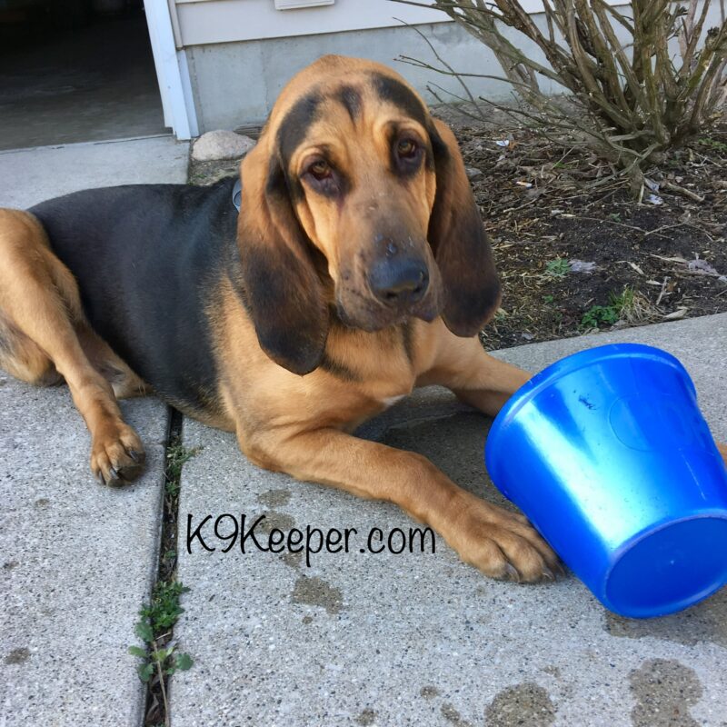 K9 Keepeer | Hidden Fences | Off Leash Training, Hastings, Michigan | Photo Gallery  Image