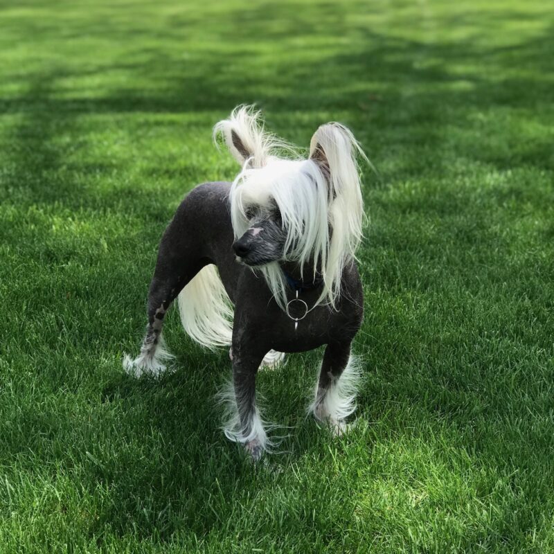 K9 Keepeer | Hidden Fences | Off Leash Training, Hastings, Michigan | Photo Gallery  Image