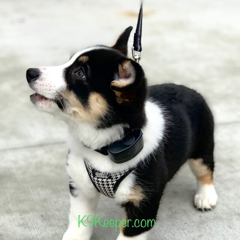 K9 Keepeer | Hidden Fences | Off Leash Training, Hastings, Michigan | Photo Gallery  Image