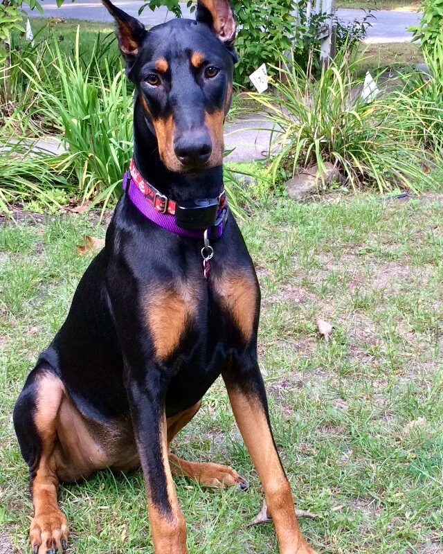 K9 Keepeer | Hidden Fences | Off Leash Training, Hastings, Michigan | Photo Gallery  Image