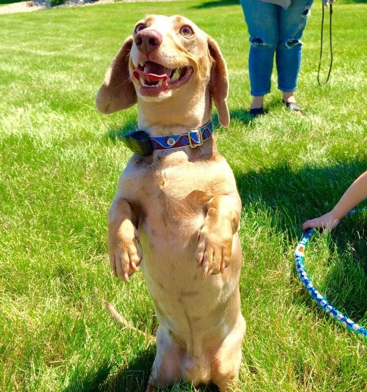 K9 Keepeer | Hidden Fences | Off Leash Training, Hastings, Michigan | Photo Gallery  Image
