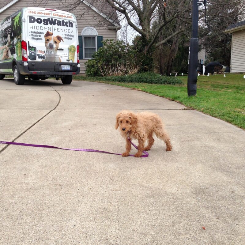 K9 Keepeer | Hidden Fences | Off Leash Training, Hastings, Michigan | Photo Gallery  Image