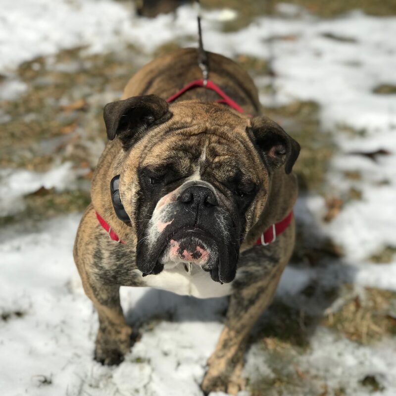 K9 Keepeer | Hidden Fences | Off Leash Training, Hastings, Michigan | Photo Gallery  Image