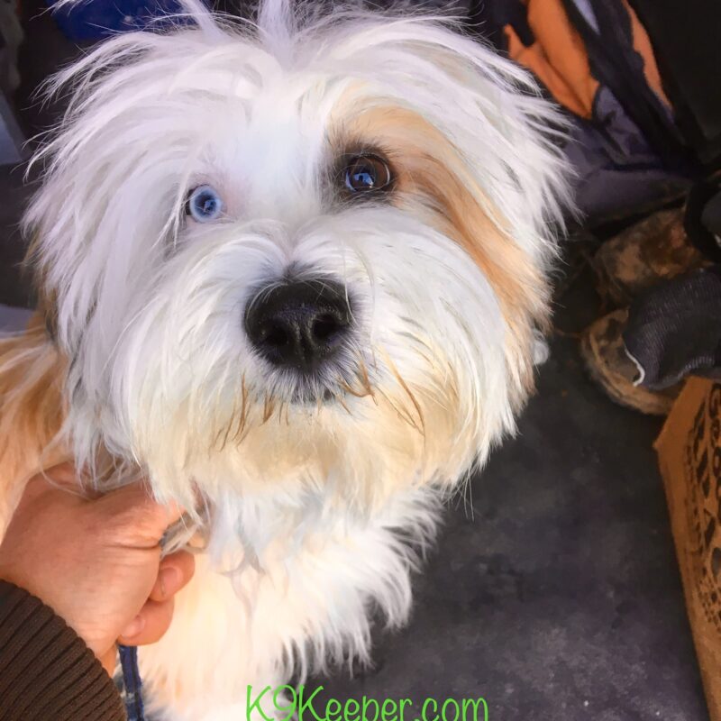 K9 Keepeer | Hidden Fences | Off Leash Training, Hastings, Michigan | Photo Gallery  Image