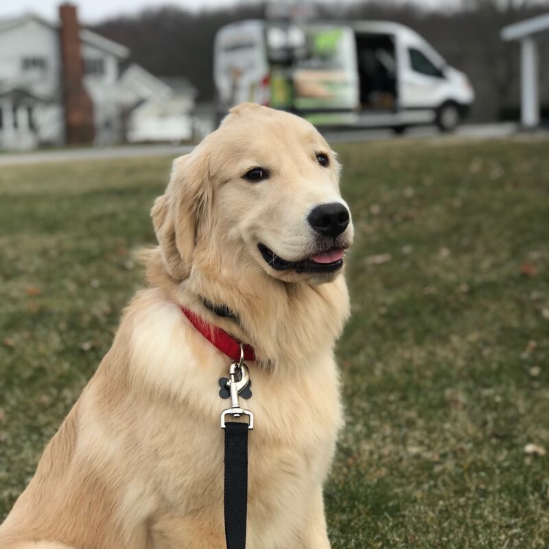 K9 Keepeer | Hidden Fences | Off Leash Training, Hastings, Michigan | Photo Gallery  Image