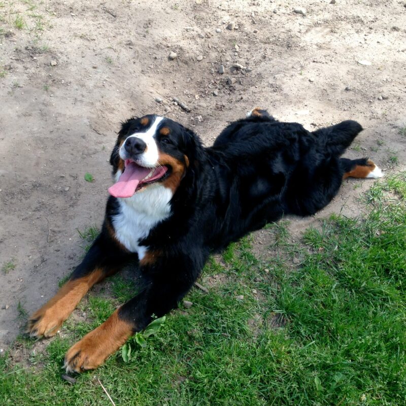 K9 Keepeer | Hidden Fences | Off Leash Training, Hastings, Michigan | Photo Gallery  Image