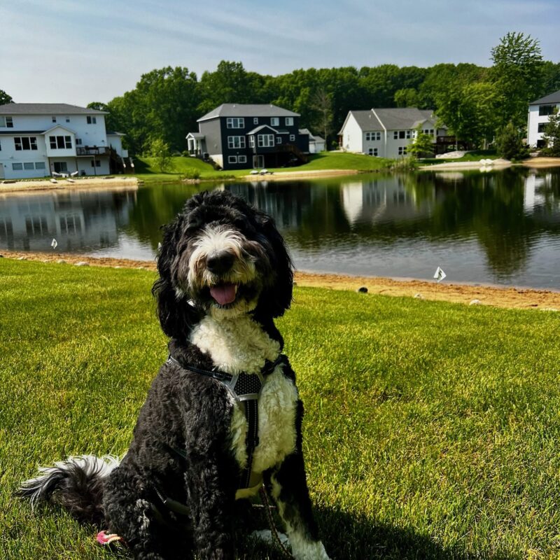 K9 Keepeer | Hidden Fences | Off Leash Training, Hastings, Michigan | Photo Gallery  Image