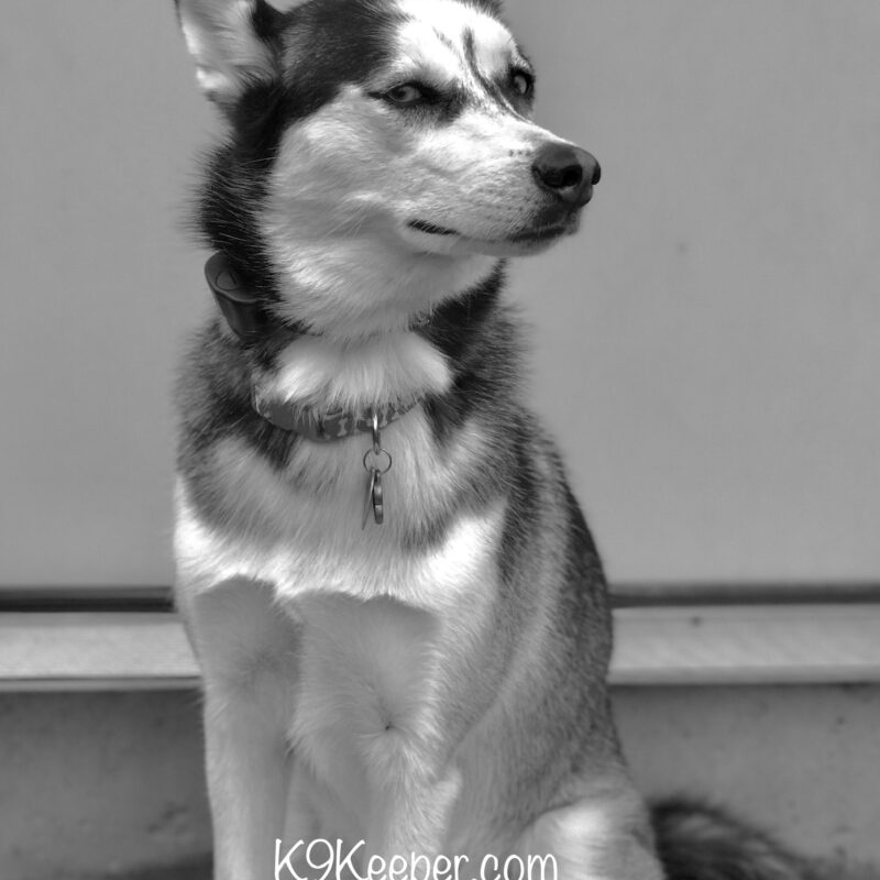 K9 Keepeer | Hidden Fences | Off Leash Training, Hastings, Michigan | Photo Gallery  Image