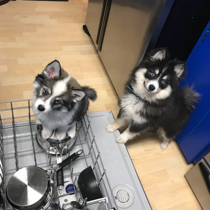 K9 Keepeer | Hidden Fences | Off Leash Training, Hastings, Michigan | Photo Gallery  Image