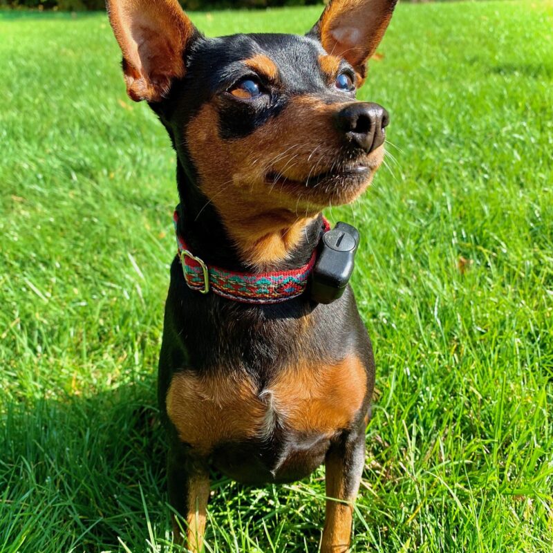 K9 Keepeer | Hidden Fences | Off Leash Training, Hastings, Michigan | Photo Gallery  Image