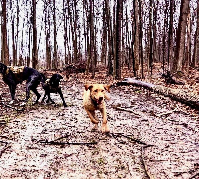 K9 Keepeer | Hidden Fences | Off Leash Training, Hastings, Michigan | Photo Gallery  Image