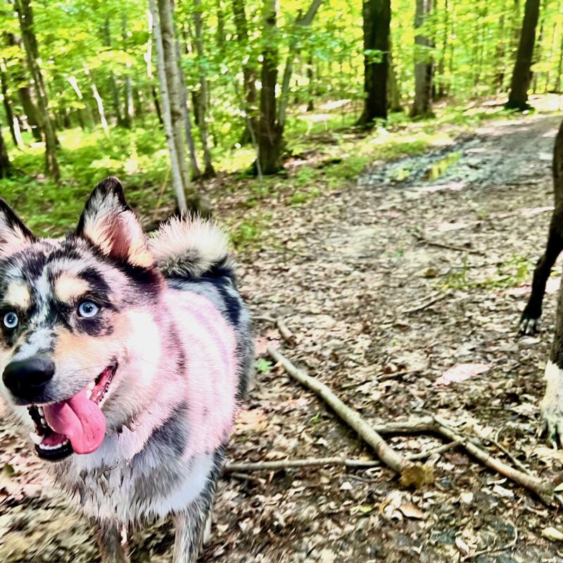 K9 Keepeer | Hidden Fences | Off Leash Training, Hastings, Michigan | Photo Gallery  Image