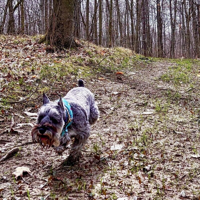 K9 Keepeer | Hidden Fences | Off Leash Training, Hastings, Michigan | Photo Gallery  Image