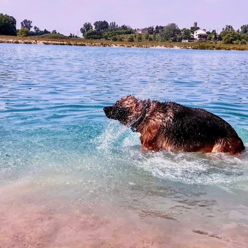 K9 Keepeer | Hidden Fences | Off Leash Training, Hastings, Michigan | Photo Gallery  Image