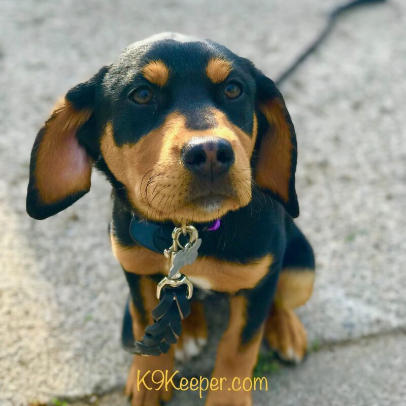 K9 Keepeer | Hidden Fences | Off Leash Training, Hastings, Michigan | Photo Gallery  Image