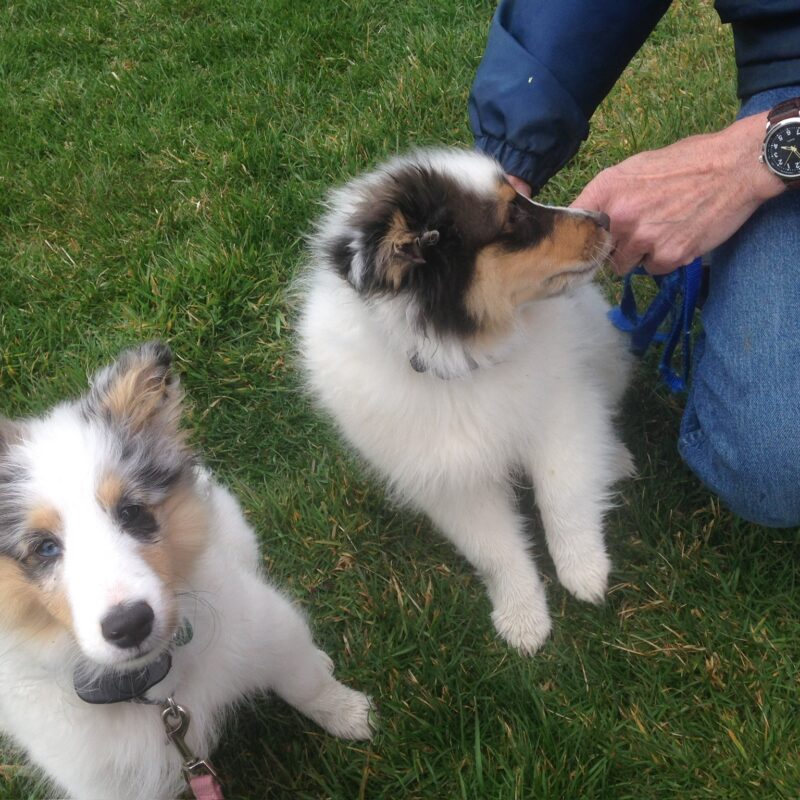 K9 Keepeer | Hidden Fences | Off Leash Training, Hastings, Michigan | Photo Gallery  Image