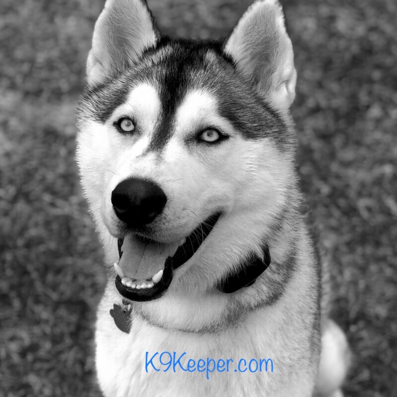 K9 Keepeer | Hidden Fences | Off Leash Training, Hastings, Michigan | Photo Gallery  Image
