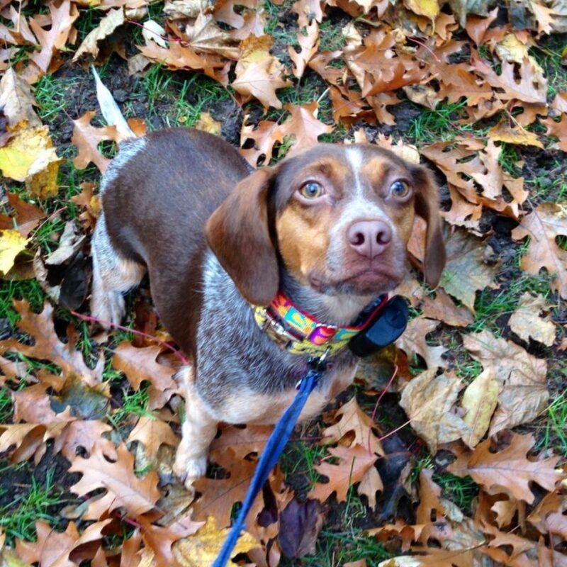 K9 Keepeer | Hidden Fences | Off Leash Training, Hastings, Michigan | Photo Gallery  Image