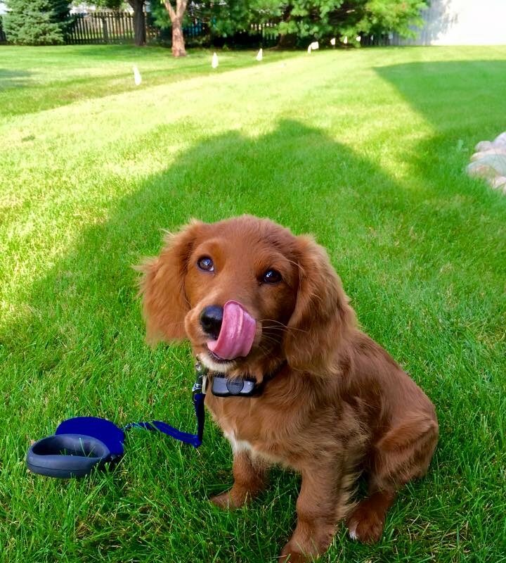 K9 Keepeer | Hidden Fences | Off Leash Training, Hastings, Michigan | Photo Gallery  Image