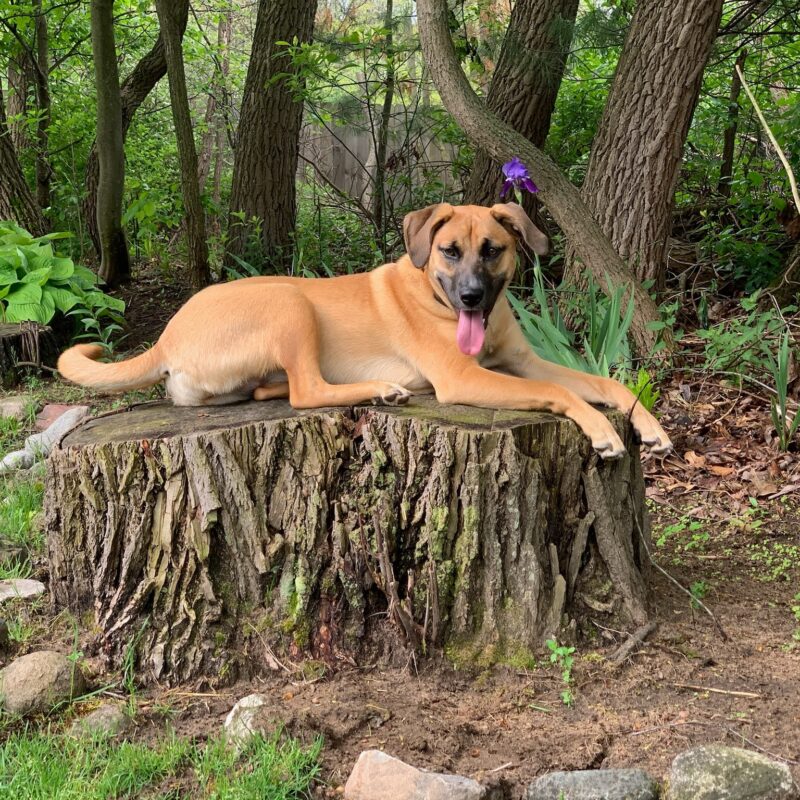 K9 Keepeer | Hidden Fences | Off Leash Training, Hastings, Michigan | Photo Gallery  Image