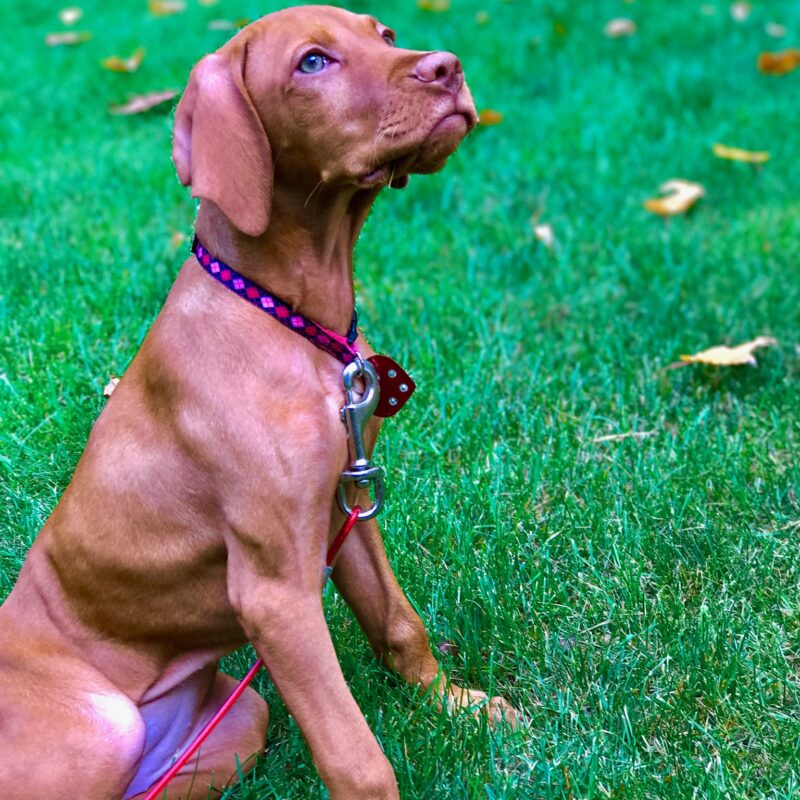 K9 Keepeer | Hidden Fences | Off Leash Training, Hastings, Michigan | Photo Gallery  Image