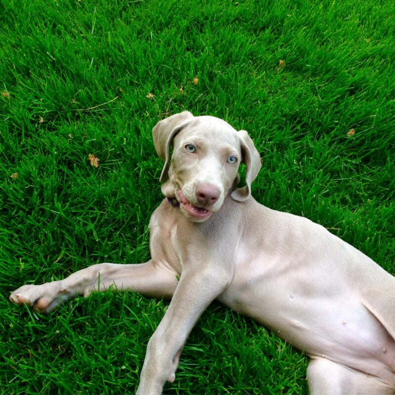 K9 Keepeer | Hidden Fences | Off Leash Training, Hastings, Michigan | Photo Gallery  Image