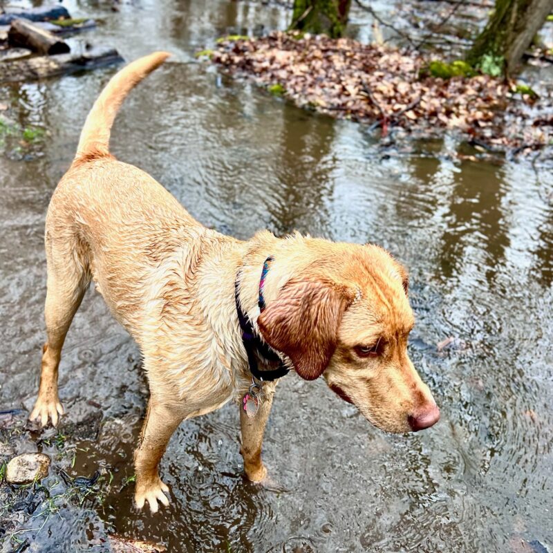 K9 Keepeer | Hidden Fences | Off Leash Training, Hastings, Michigan | Photo Gallery  Image