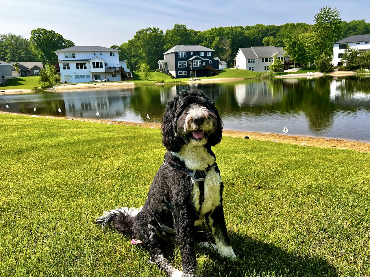 Dog sitting in a lakefront yard protected by a hidden dog fence in West Michigan