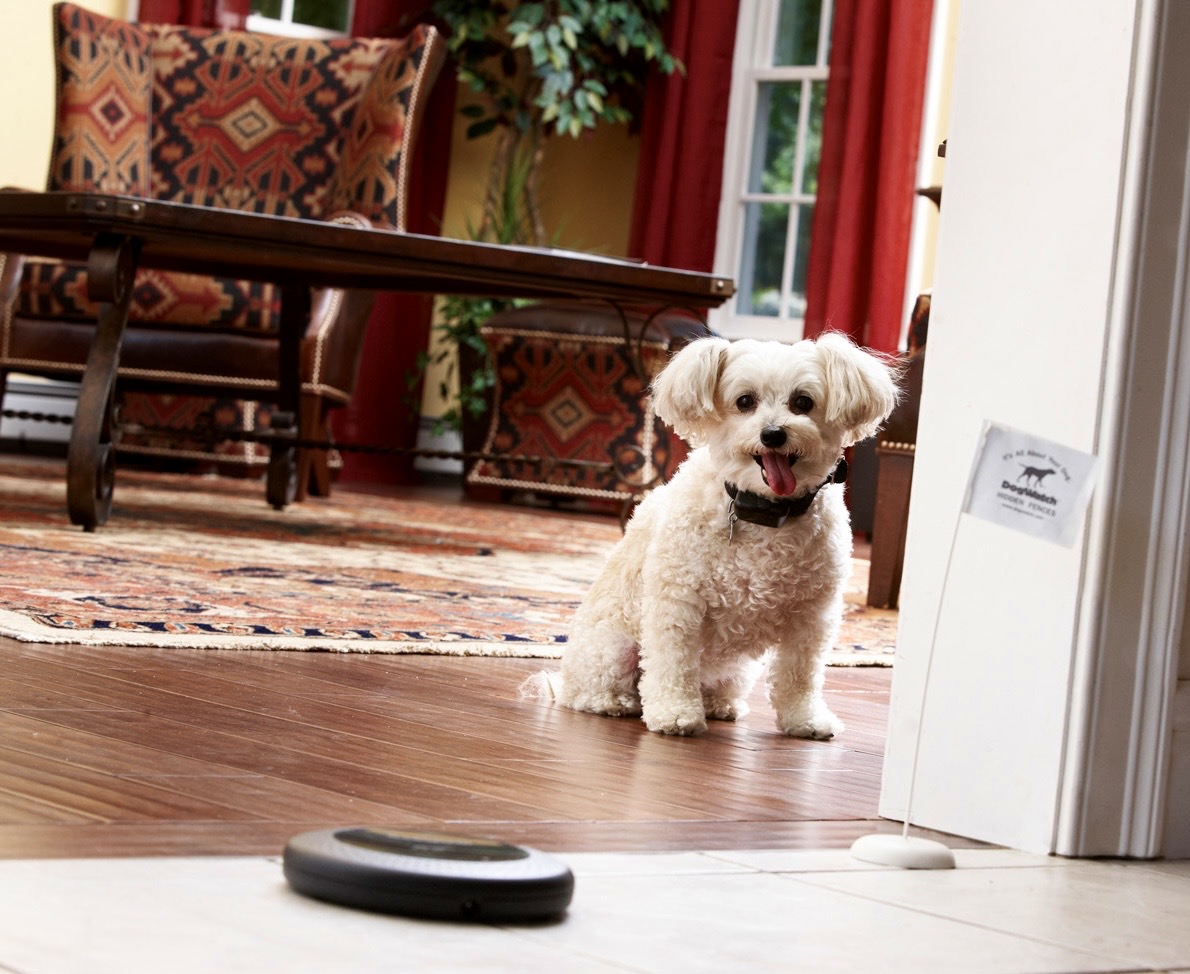 Small dog stopped at a doorway by an indoor dog boundary avoidance system